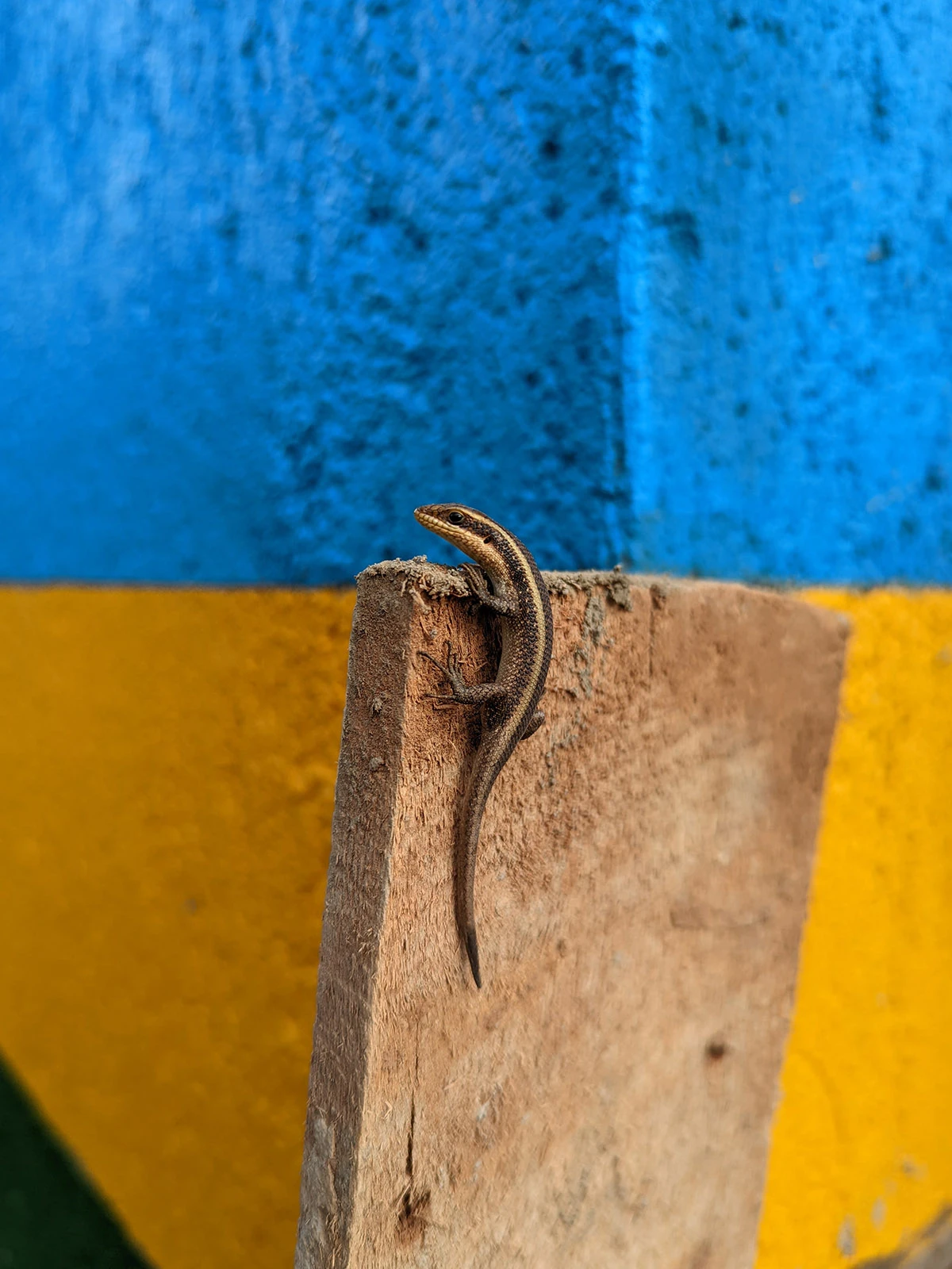 small lizard on footbridge construction site